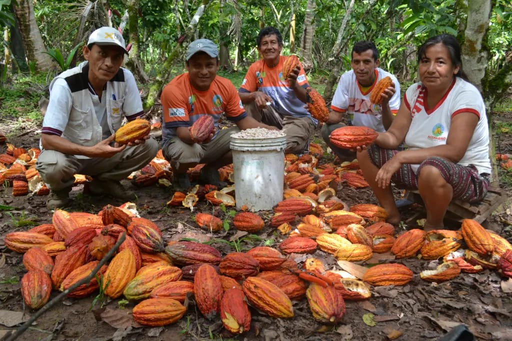 Blockchain transforma la vida de los productores de cacao Peruano