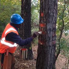 chemical paint marking for wood identification 2