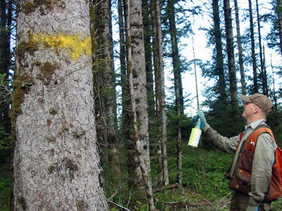 Chemical Paint Marking for wood identification