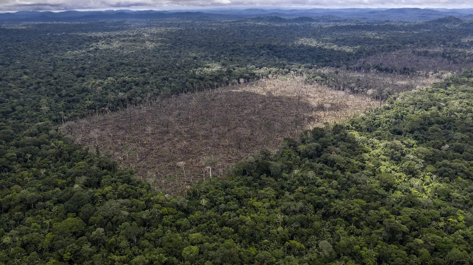 how blockchain can help reduce deforestation