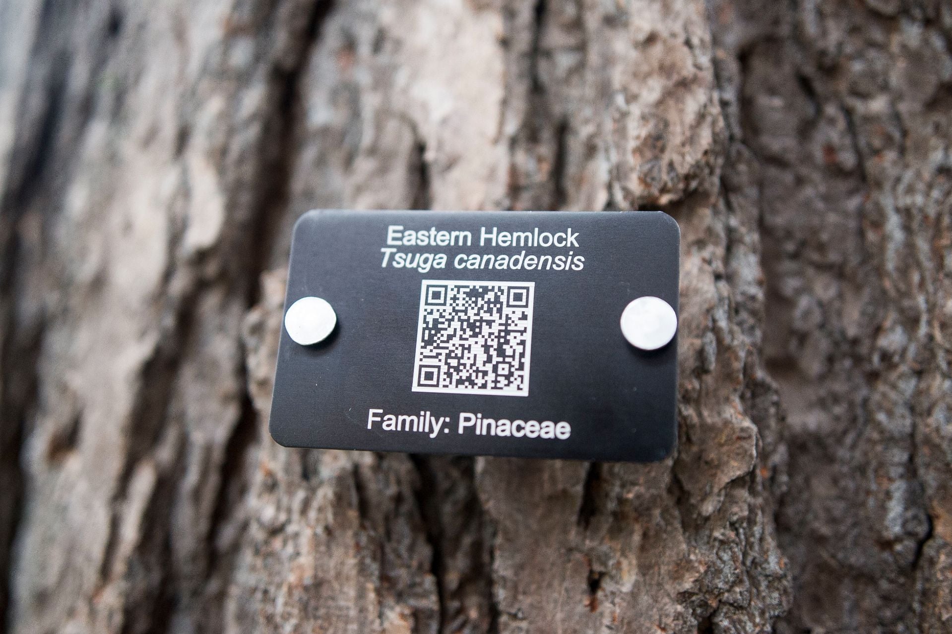 the use of QR Codes for Wood Identification