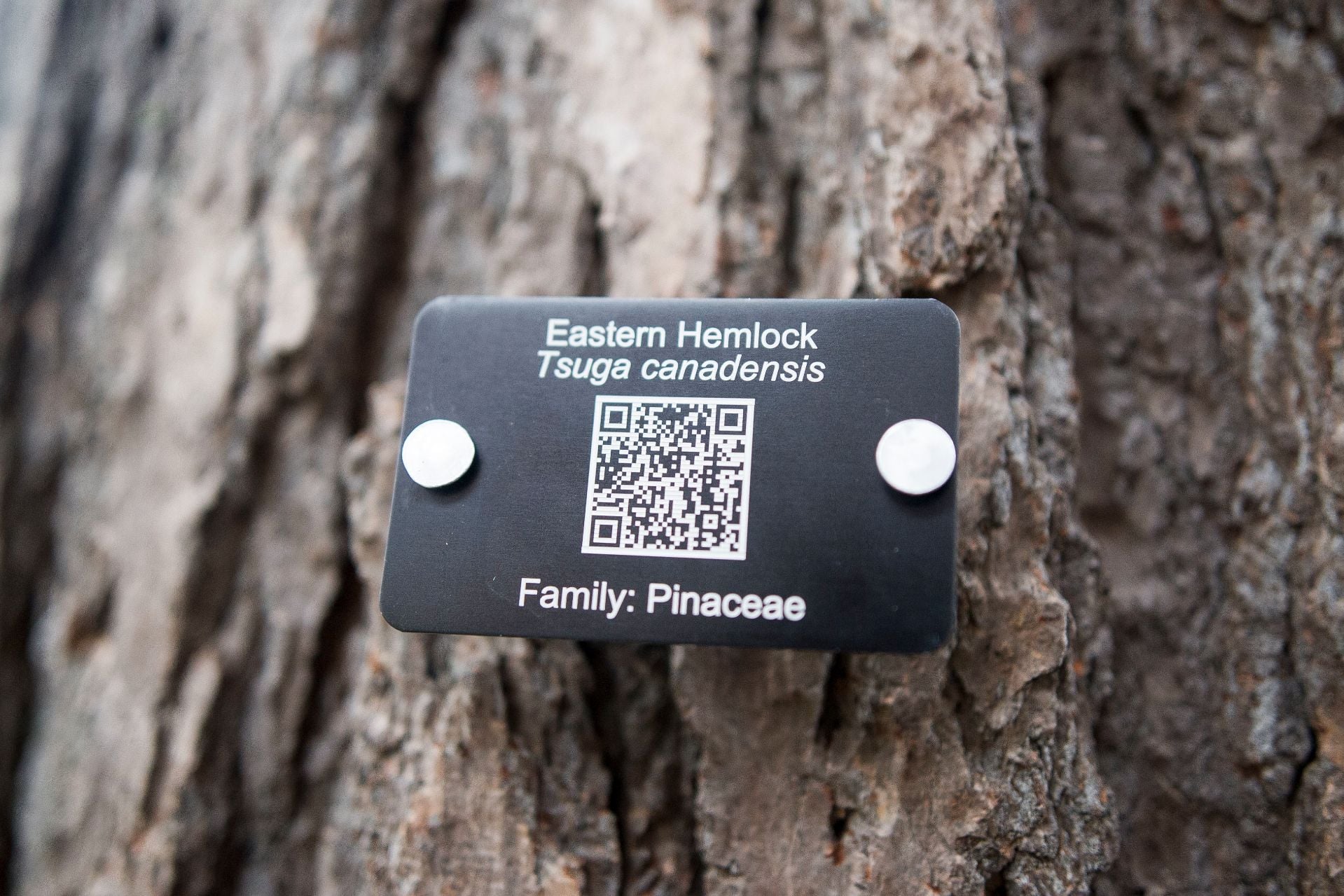 the use of qr codes for wood identification