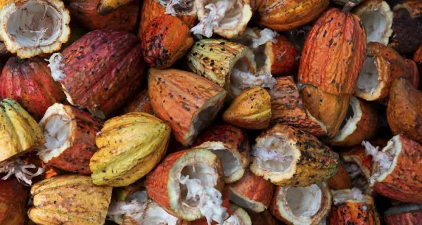 Cacao Traceability Demo